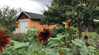 Eine Kleingartenpazelle mit Sonnenblumen im Vordergrund