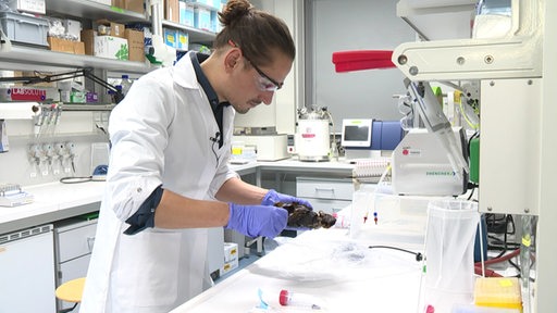 Der Meeres Biologe Hagen Buck Wiese forscht an den Braunalgenschleim im Labor. 