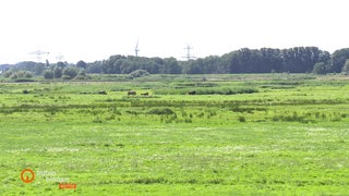 Große Wiese mit grasenden Kühen und Bäumen im Hintergrund