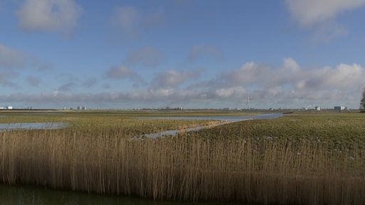 Zu sehen ist eine Wiese der Luneplatte, welche mit gewässern durchzogen ist.