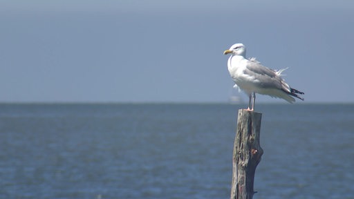 Eine Möwe sitzt auf einem Pfeiler am Meer.