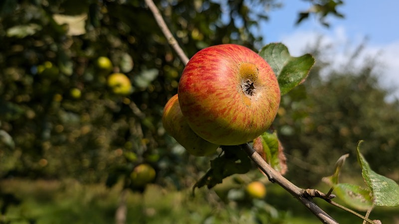 An einem Ast hängt ein Apfel.