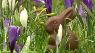 Auf einer Wiese mit Krokussen steht ein Osterhase aus Schokolade.