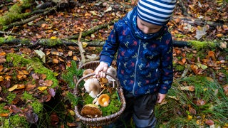 Ein kleiner Junge trägt im Wald einen Korb mit Pilzen.