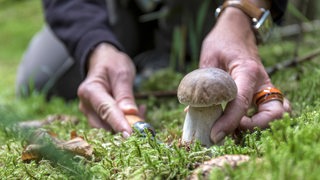 Eine Frau schneidet einen Steinpilz (Archivbild)