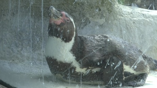 Ein Pinguin hinter einer Glasscheibe