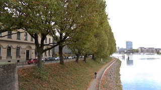 Platanen stehen am Deich in der Neustadt.