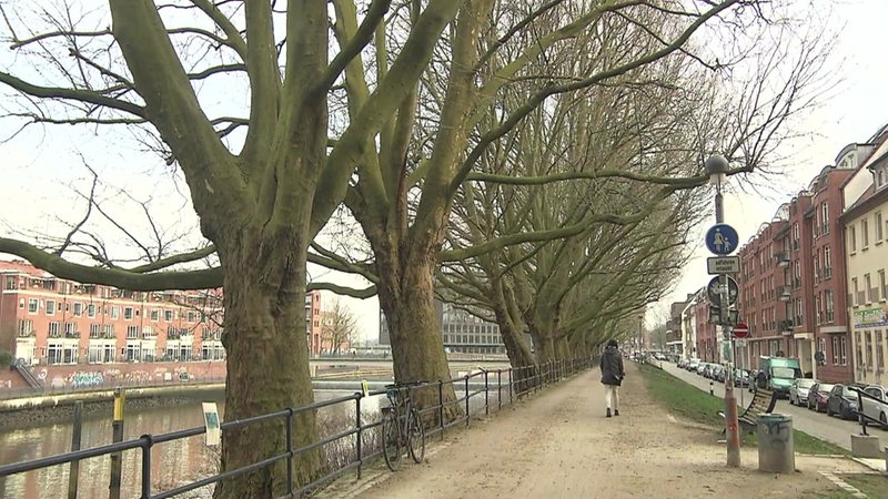 Die Platanen am Weserufer in der Neustadt.