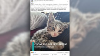 Facebook Post des Bremer Tierheims mit kleiner Katze: "Oscar aus der Müllpresse"