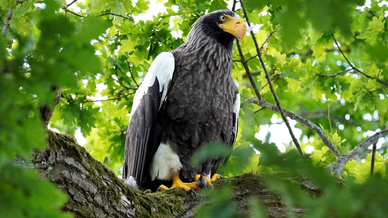 Ein Riesenseeadler sitzt in einem Baum