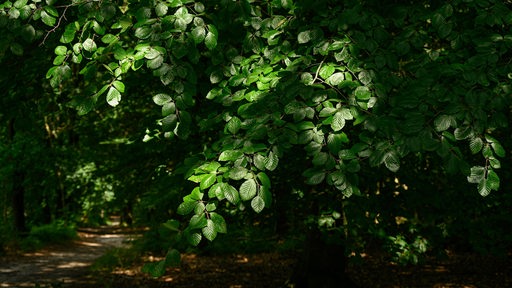 Rotbuche im Wald der Lüneburger Heide.