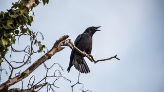 Ein schwarzer Vogel sitzt auf einem Ast.