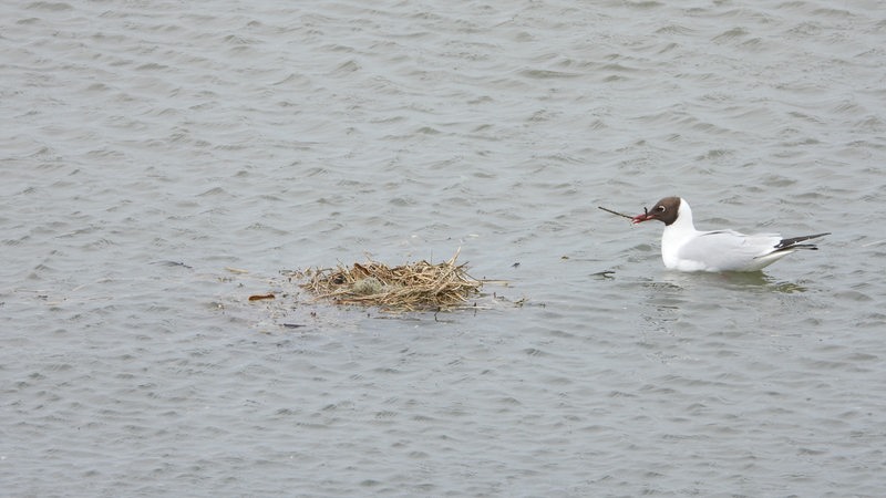 Ein Vogel schwimmt neben einem Nest im Wasser.