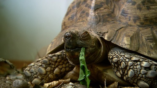 Eine Schildkröte isst ein grünes Blatt.