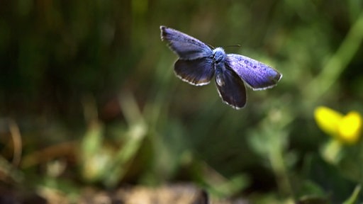 Ein blauer Schmetterling fliegt über eine Wiese.