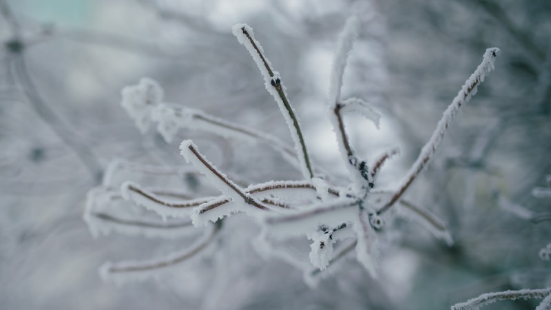 Ein schneebedeckter Ast