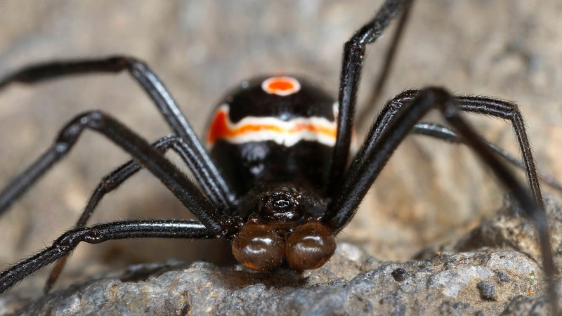 Nahaufnahme einer "Schwarzen Witwe (Latrodectus mactans)