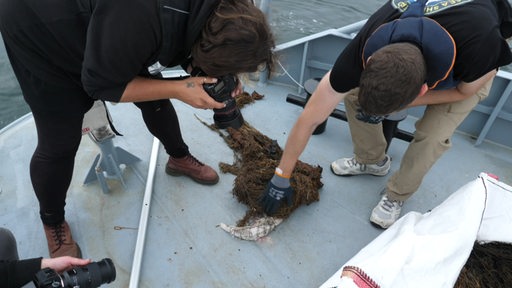 Zwei Menschen, die auf einem Schiff auf dem Meer Fische aus Netzen retten. 