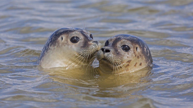 Zwei junge Seehunde schwimmen in der Nordsee.