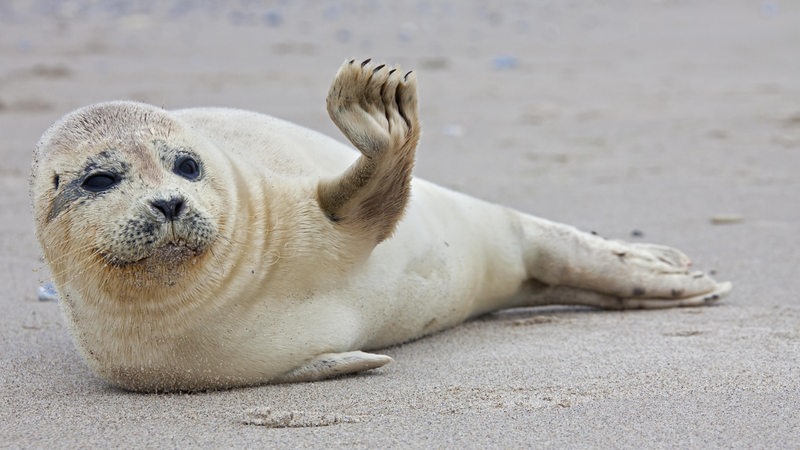 Ein Seehund liegt am Strand und winkt mit der Vorderflosse.