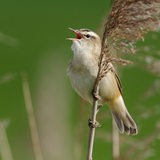 Ein Singvogel sitzt auf einem Ast und zwitschert.