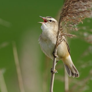 Ein Singvogel sitzt auf einem Ast und zwitschert.