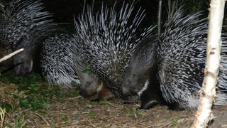 Stachelschweine sind im Dunkeln zu sehen