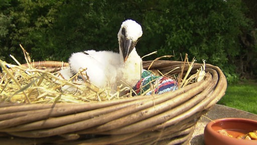 Ein kleiner Storch in einem Nest