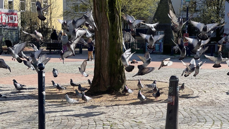 Tauben auf dem Berliner Platz fliegen davon