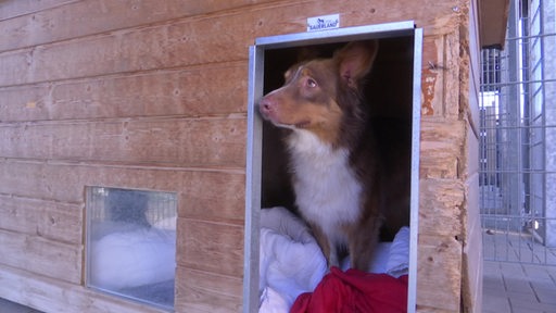 Ein Hund sitz in einem Hundehäuschen und schaut raus.