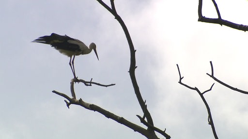 Zu sehen ist ein Vogel der auf dem Ast eines Baumes sitzt.