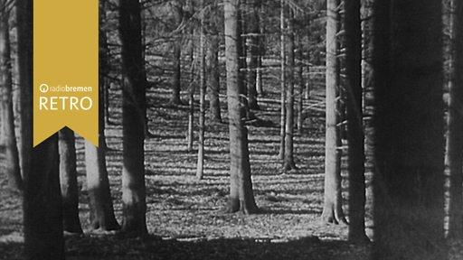 Bilck in einen dichten Wald