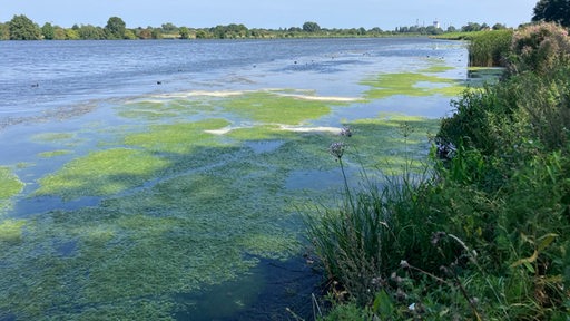 Grünes Kraut wächst im Werdersee und ist an der Wasseröberfläche zu erkennen