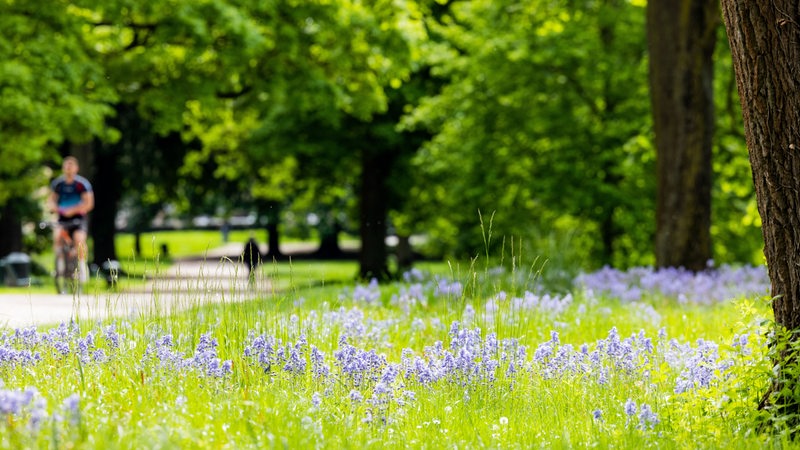 Hasenglöckchen blühen bei schönem Wetter