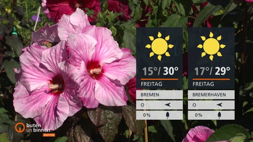 Die Wettertafeln vor einer rosa blühenden Pflanze.