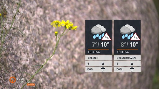 Die Wettertafeln vor einem kleinen Zweig mit gelben Blüten. 