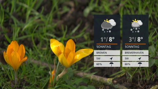 Rechts sind die Wetterkacheln und im Hintergrund sind gelbe Krokusse zu sehen.