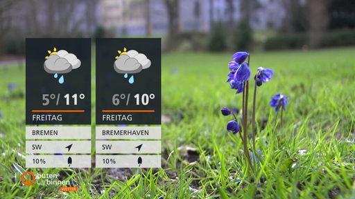 Links sind die Wetterkacheln und rechts daneben steht eine kleine blaue Blume im grünen Gras.