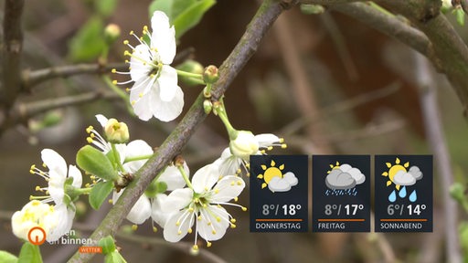 Frühzeitige, weiße Kirschblüten an einem Kirschbaum im Frühling.