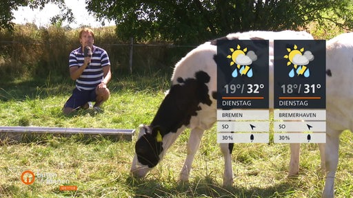 Die Wettertafeln vor dem Wettermoderator Andree Pfitzner und einer Kuh auf einer Wiese