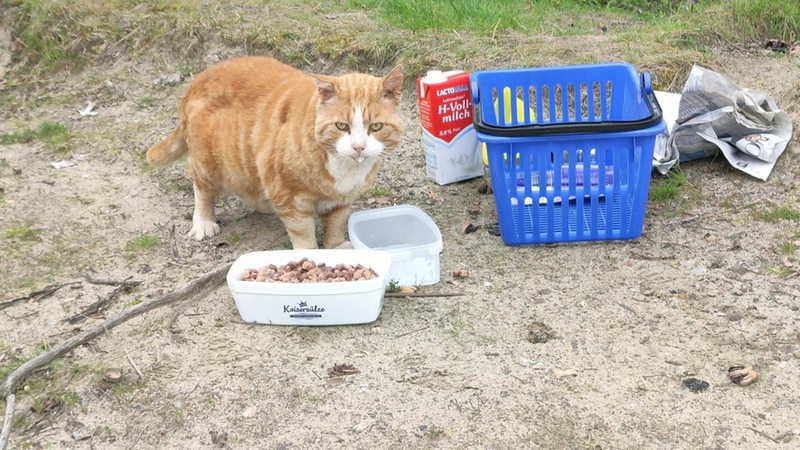 Wilde Katzen in Bremerhaven