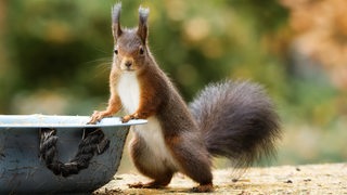 Eichhörnchen an einer Vogeltränke