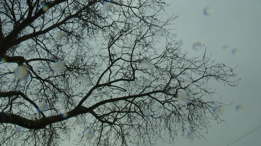 Ein trist aussehender Baum bei grauem Himmel und Regen.