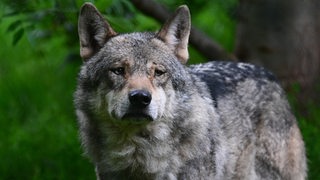 Ein Wolf mit grauem Fell steht vor einem Baum