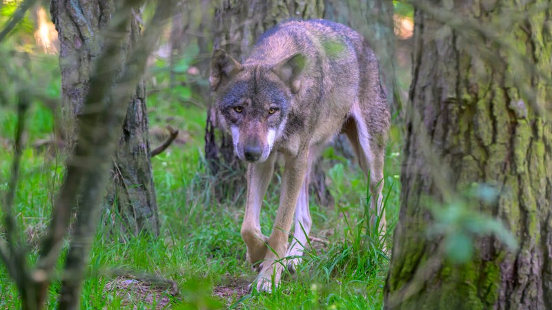 Ein Wolf streift durch den Wald