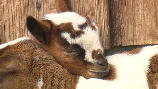 Zwei kleine Ziegen-Babys liegen zusammen in der Sonne.